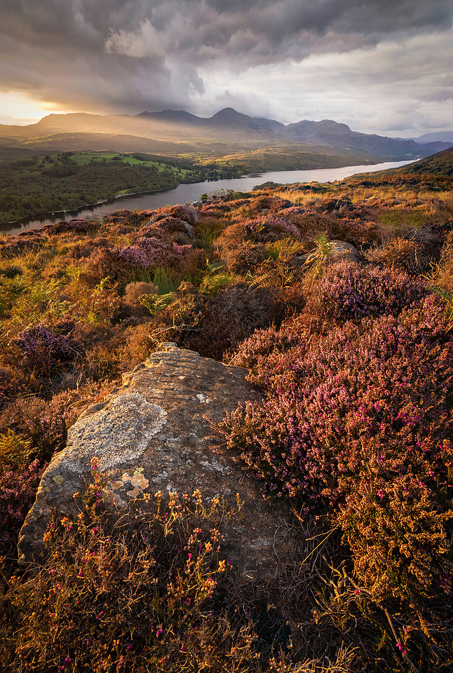Coniston Heather Mood
