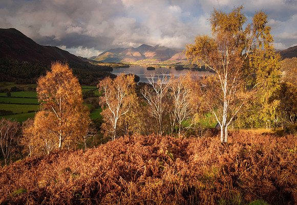 Grange Crag - Autumn Birches