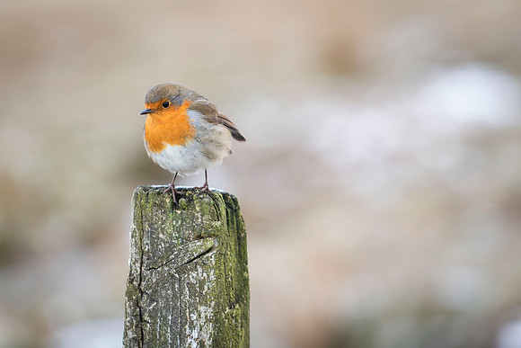 Robin Red Breast