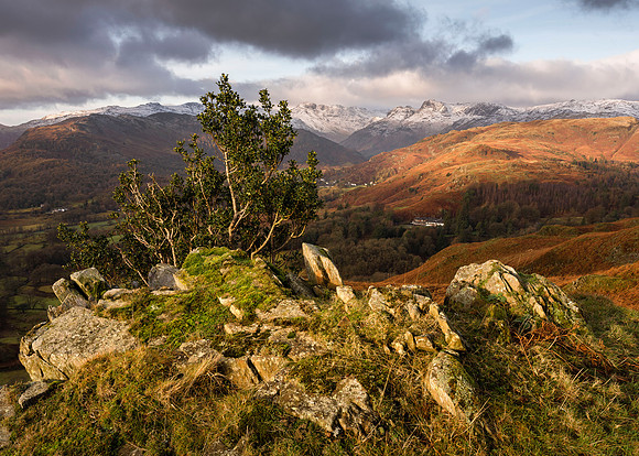 Loughrigg Tree - The Survivor