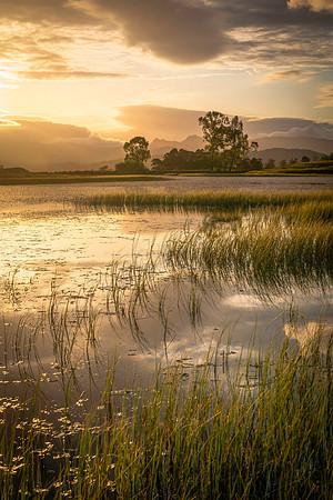 Wise Een Tarn Gold