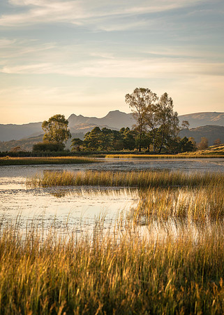 Wise Een Tarn - Autumn Gold