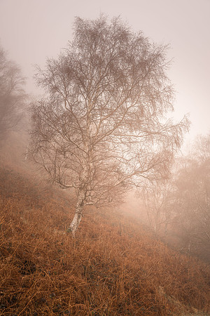 Ulverston misty Birch