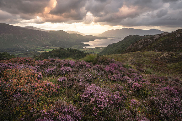 Grange Fell - Heather Moods