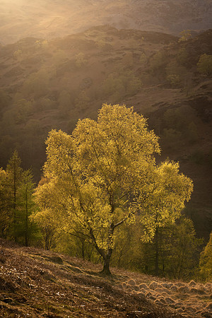Tom Heights Spring Birch