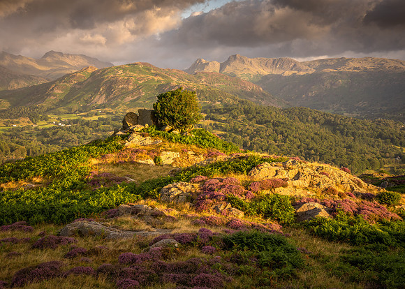 Park Fell - The Lone Rowan