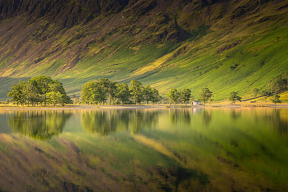Buttermere Pines
