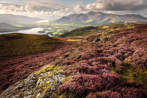 Borrowdale Heather