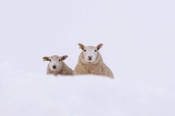 What Ewe Looking at?