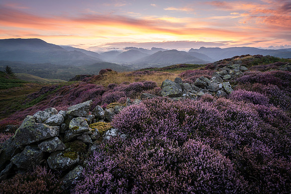 Langdale Heather Sunset