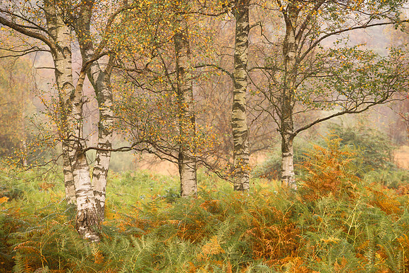 Blawith Common Birches