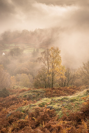 White Moss Autumn Mists