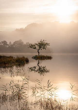 Rydal Water Lone Tree - Autumn Mists