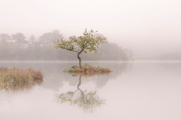 Rydal Water Lone Tree