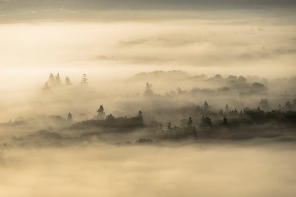 Trees in the Mist - Skelwith View