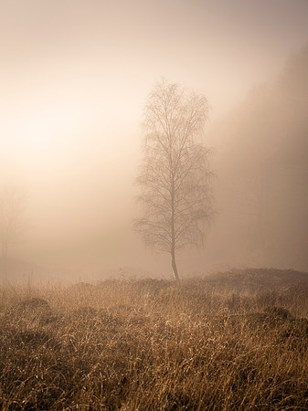 Blawith Common Lone Birch