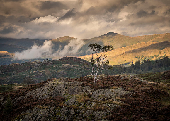 Holme Fell - The Clearing