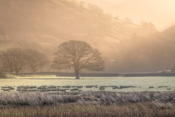 Brotherswater Tree - Winter Warm