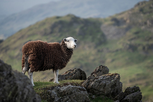 The Guardian of the Fells