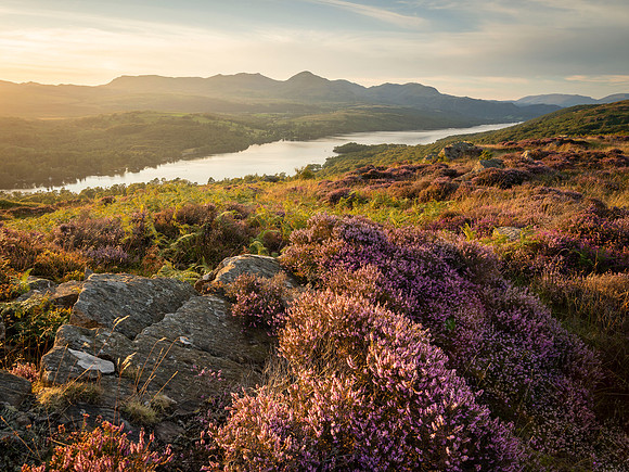 Coniston Water Heather